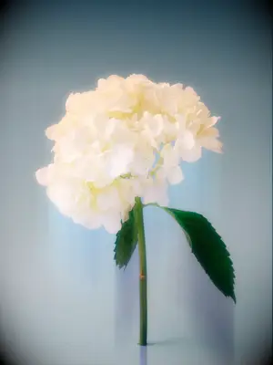 A gorgeous, cloud-like white hydrangea