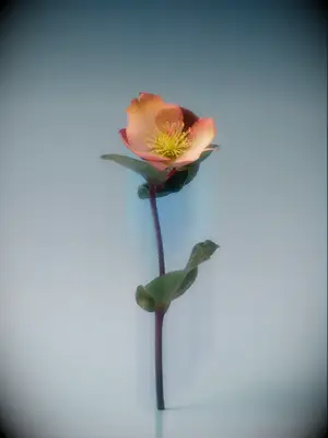 A romantic and dreamy hellebore flower