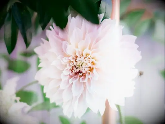 Romantic pink dahlia flower