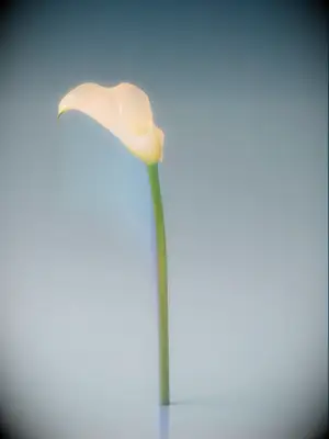 Dreamy white calla lily