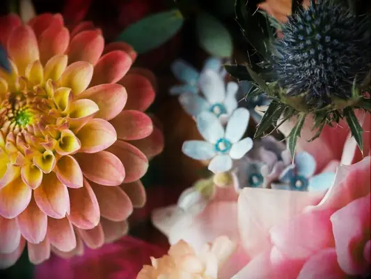 Tweedia in wedding flower arrangement