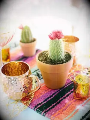 A cactus in a clay pot sitting on reception table