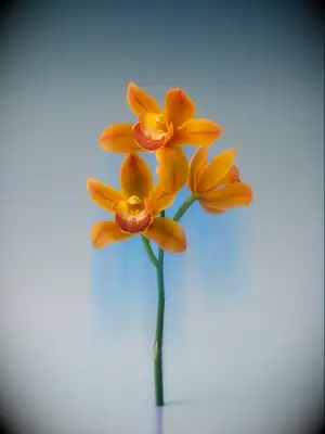Gorgeous tangerine-colored orchid flowers