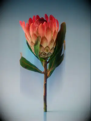 A romantic and striking protea flower