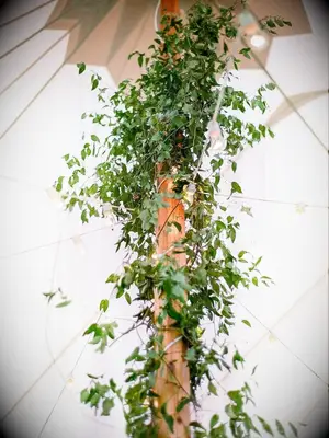 Smilax on tent pole of sailcloth tent