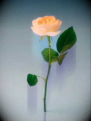 A beautiful and romantic peach-toned rose