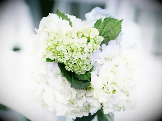 aisle marker of viburnum and hydrangea