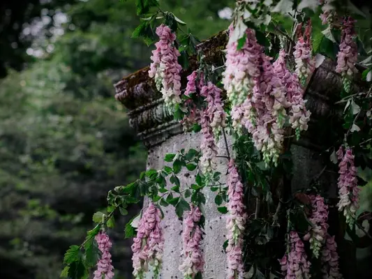 purple wisteria