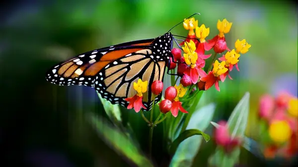 A monarch butterfly spotted at Chicago Botanic Garden in Glencoe, Illinois