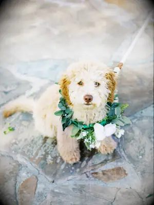 golden doodle puppy wearing a collar of greenery and white flowers for wedding day