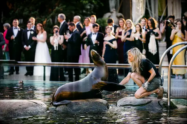 Sea lion performance for wedding receptions at zoos