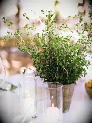 fresh thyme in vase as centerpiece