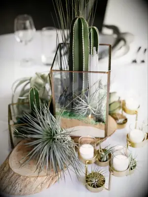 centerpiece with cacti and air plants