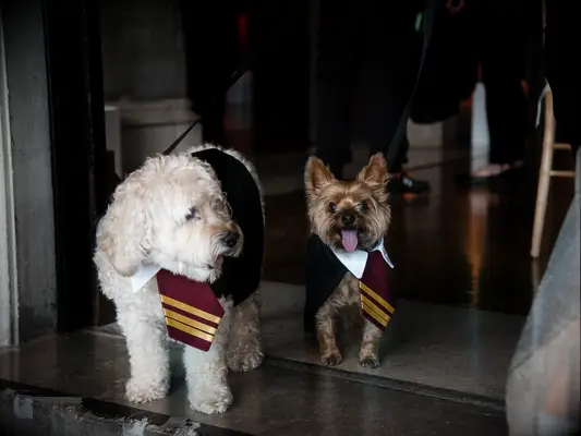 harry potter wedding ideas pet uniforms