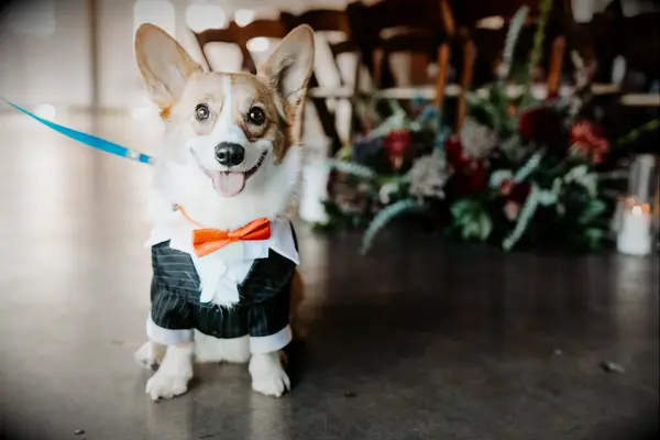 Dog ring bearer photo for your funny wedding photoshoot