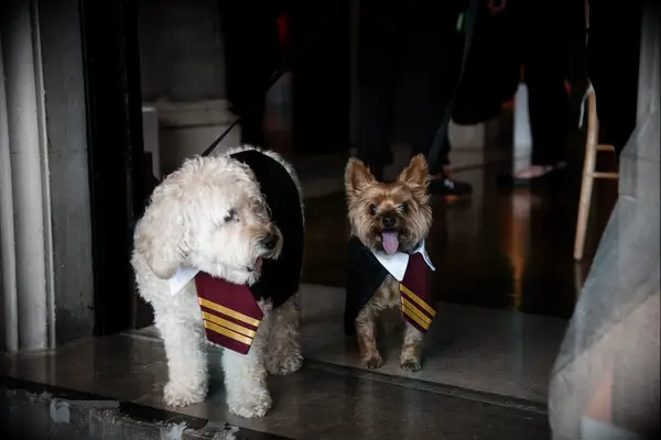 Harry Potter dog costumes at a Halloween-themed wedding