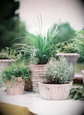 affordable wedding centerpiece idea on a budget potted plants in different stone urns