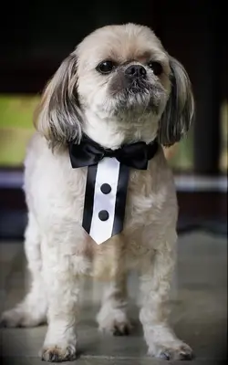Black and white dog accessory for weddings