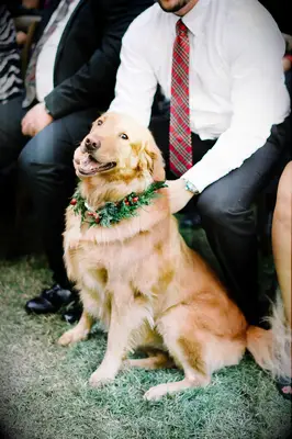 Golden retriever wearing a Christmas dog collar.