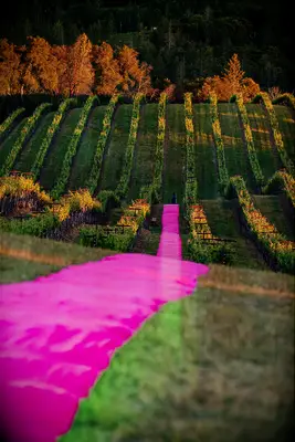 Hot Pink Wedding Ceremony Aisle in California Vineyard