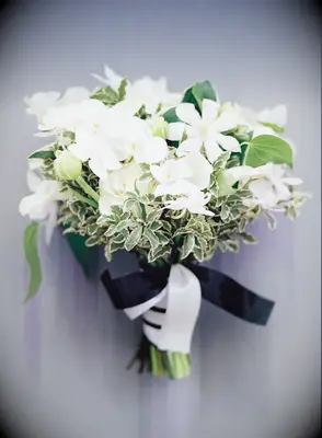 classic wedding bouquet against a gray backdrop with white orchids, pittosporum and black and white striped ribbons tied around the stems