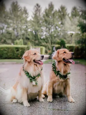 Dogs wearing green flower crown collars at wedding