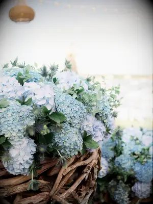 Preppy blue hydrangeas as wedding flowers