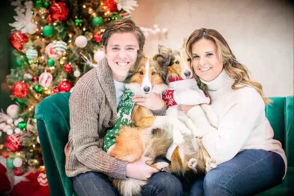 To-be-weds holding their dogs wearing Christmas sweaters.