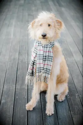 Scruffy dog wearing a plaid scarf.