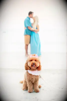 To-be-weds kissing in the background with their dog in front.