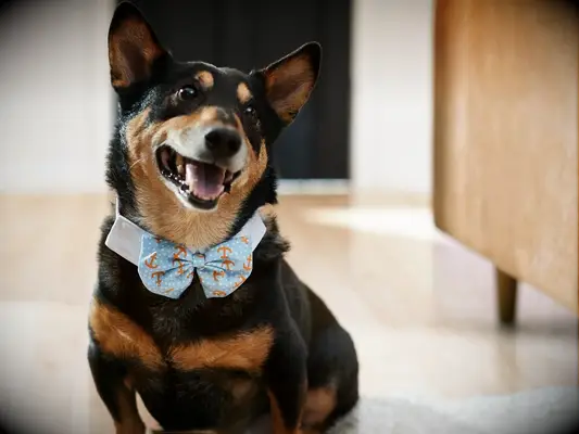 Dog wearing blue and orange bow tie.