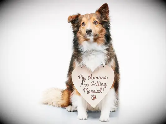 Dog wearing wooden sign that says 