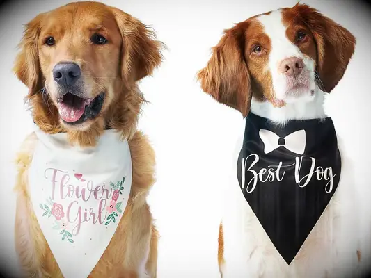 Dogs wearing reversible bandana that says 