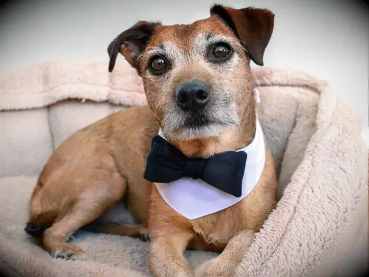 Dog wearing black bow tie.