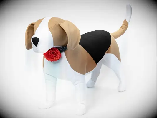 Orange carnation dog collar.