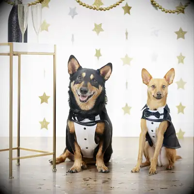 Dogs wearing formal black dog tuxedo.