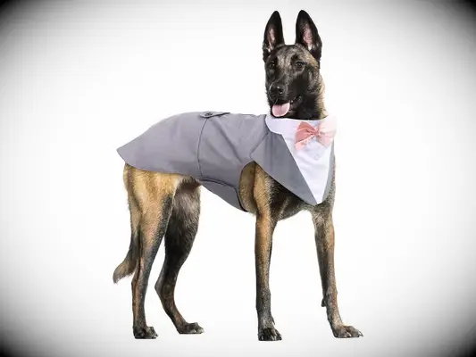 Dog wearing gray dog tuxedo and bandana set.