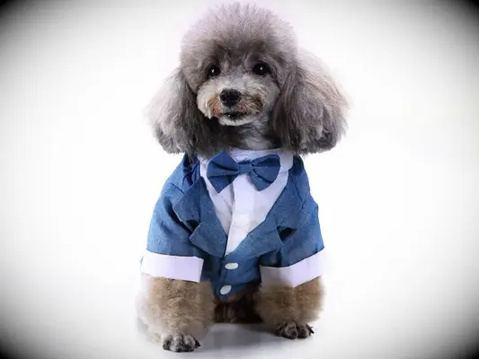Dog wearing blue dog tuxedo.