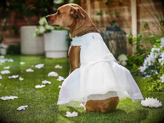 Dog wearing white satin dog wedding dress. 