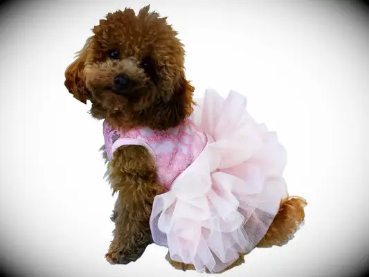 Dog wearing pink lace tutu dog bridesmaid dress. 