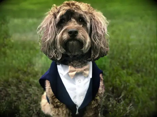 19 ideas para trajes de boda para perros que son el destino de fuego para tu cachorro