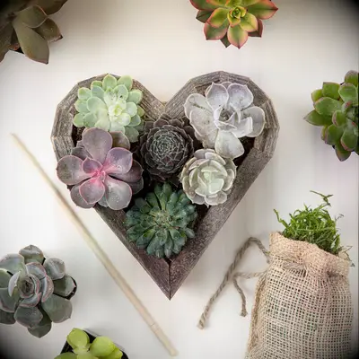 Succulent heart planter kit anniversary gift for girlfriend