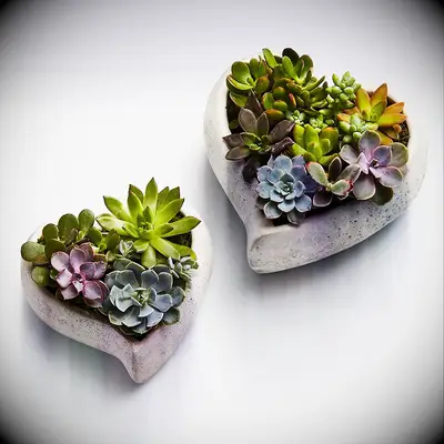 Heart shaped succulents