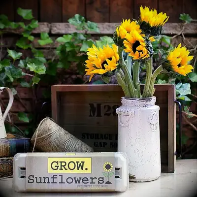 Sunflower grow kit