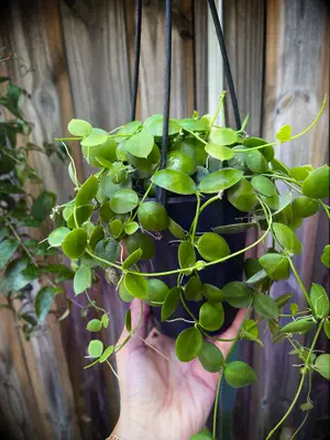 String of nickels plant 21st anniversary gift