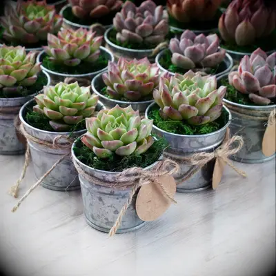 Succulent wedding favors