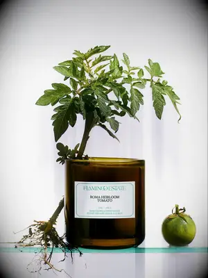Tomato scented candle