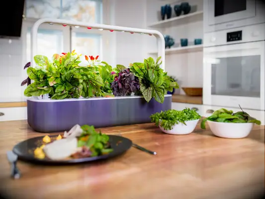 Click & Grow gray smart garden on kitchen table four-year anniversary gift appliance