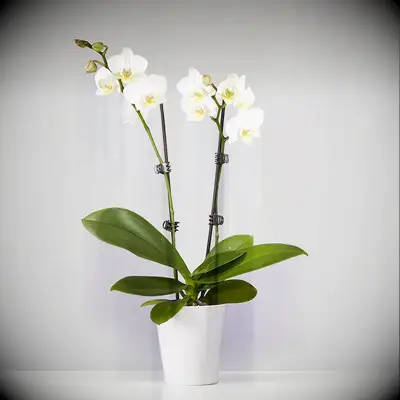 Orchid plant for anniversary