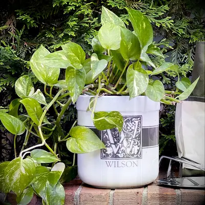 Customized flower pot for your parents on their anniversary